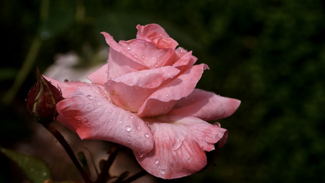 Обои картинки фото цветы, розы, розовая, роза, капли
