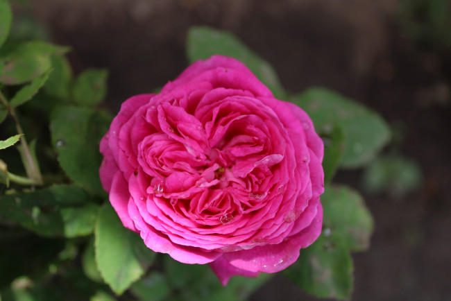 Обои картинки фото цветы, розы, розовая, роза, макро