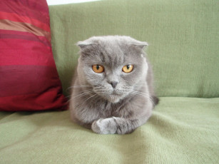 Картинка животные коты scottish fold шотландский вислоухий