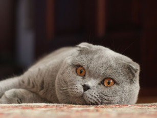 Картинка животные коты scottish fold шотландский вислоухий