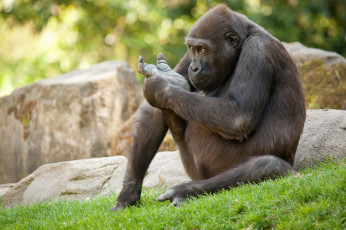 Картинка животные обезьяны камни трава горилла