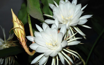 Картинка цветы кактусы белые