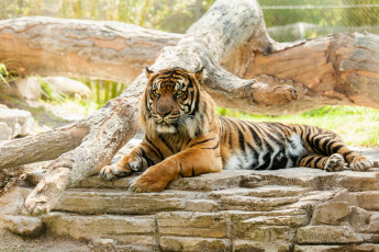 Картинка животные тигры мощь отдых кошка