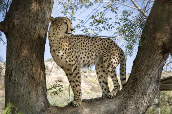 Картинка животные гепарды наблюдение листва ветки дерево пятна кошка