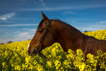 Картинка животные лошади лошадь цветы поле