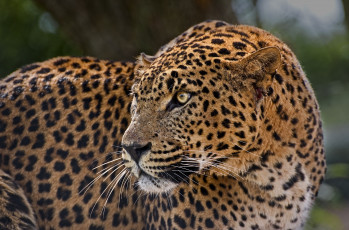 Картинка животные леопарды настороженность профиль морда кошка пятна внимание