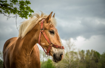 Картинка животные лошади недоуздок грива профиль морда конь