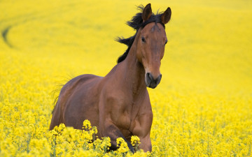 Картинка животные лошади цветы желтый поле конь