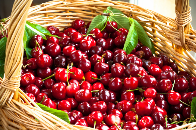 Обои картинки фото еда, вишня,  черешня, корзина, фрукты, черешня, basket, fruit, cherries