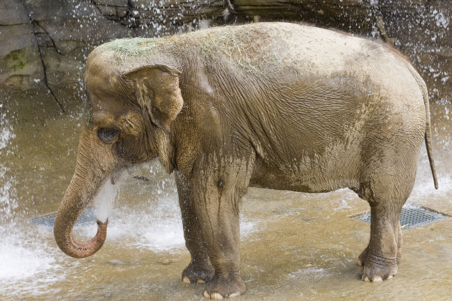 Обои картинки фото животные, слоны, водопой, слон, скала