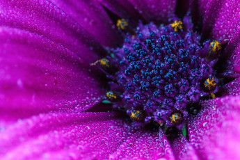 Картинка цветы аизовые остеоспермум цветок капли макро семейство астровых