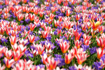 Картинка цветы разные+вместе пестрый крокусы ковер весна тюльпаны