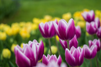 Картинка цветы тюльпаны боке бутоны