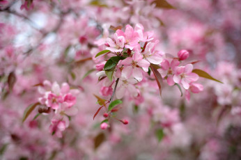 Картинка цветы цветущие+деревья+ +кустарники цветение дерево весна розовый
