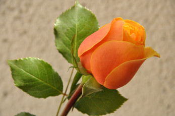 Картинка цветы розы макро природа лепестки роза бутон листья