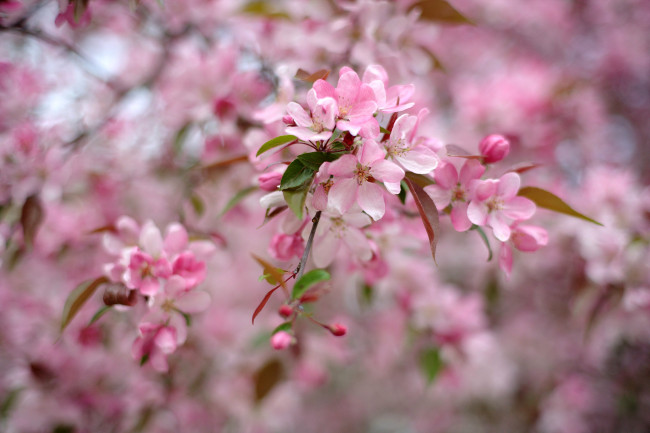 Обои картинки фото цветы, цветущие деревья ,  кустарники, цветение, дерево, весна, розовый
