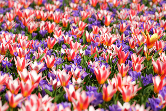 Обои картинки фото цветы, разные вместе, пестрый, крокусы, ковер, весна, тюльпаны