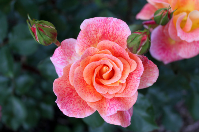 Обои картинки фото цветы, розы, роза, красавица, бутоны, макро, розовый