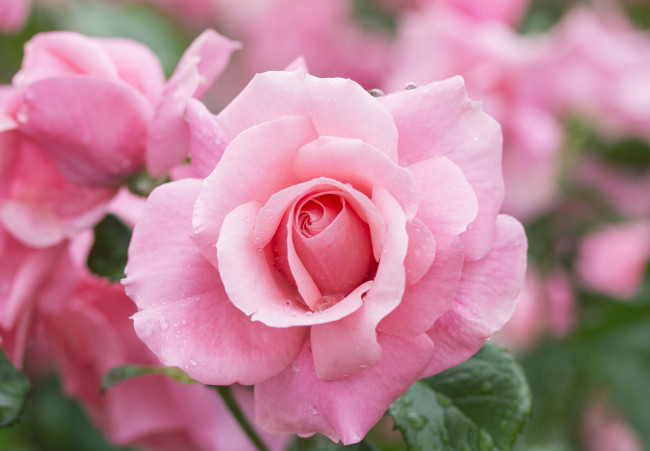 Обои картинки фото цветы, розы, розовая, роса, капли, роза, макро