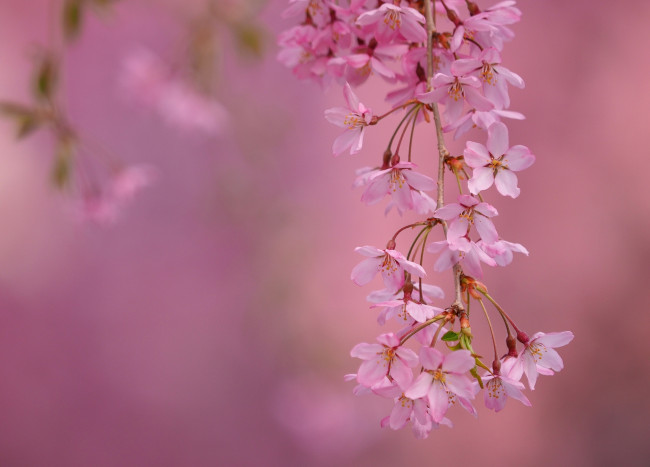 Обои картинки фото цветы, сакура,  вишня, весна, макро, цветки, цветение, ветка, вишня
