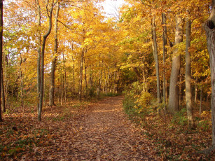 Картинка природа лес тропа дорожка листопад листва осень
