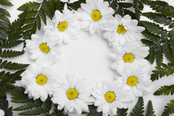 Картинка цветы хризантемы белые композиция