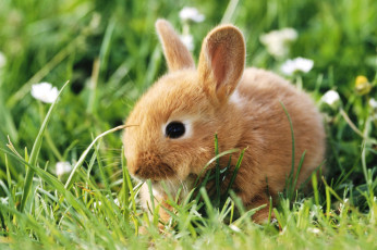 Картинка животные кролики +зайцы кролик трава