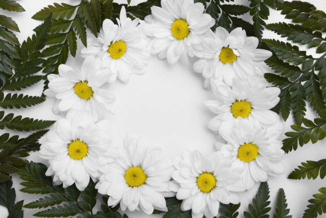 Обои картинки фото цветы, хризантемы, белые, композиция