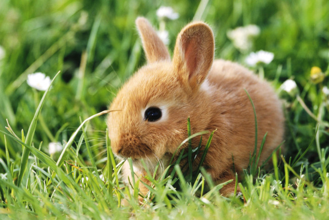 Обои картинки фото животные, кролики,  зайцы, кролик, трава