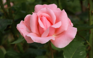 Картинка цветы розы розовая роза бутон
