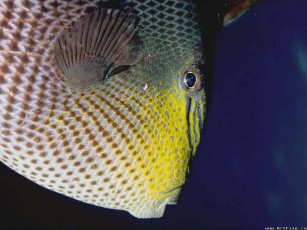Картинка рыба животные рыбы