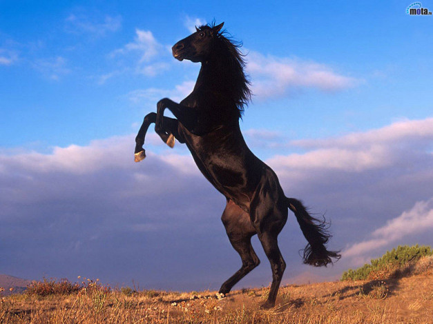 Обои картинки фото black, horse, животные, лошади
