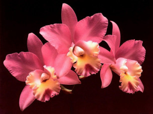 обоя цветы, орхидеи