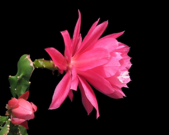Обои картинки фото цветы, кактусы