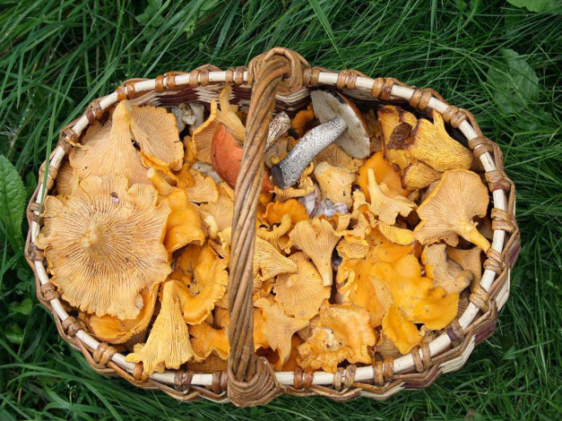 Обои картинки фото еда, грибы, грибные, блюда