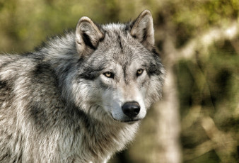 Картинка животные волки взгляд