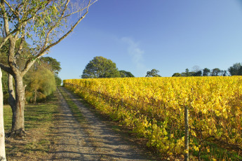 Картинка природа дороги виноградник