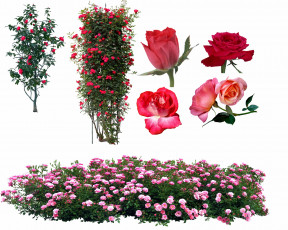 Картинка цветы розы кустовые чайные розовые деревья