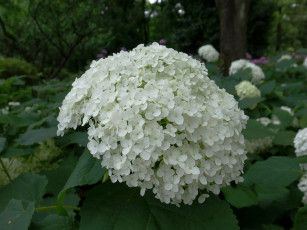 Картинка цветы гортензия белые