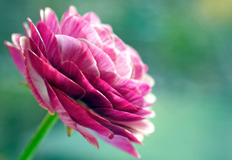 Картинка цветы ранункулюс азиатский лютик розовый лепестки