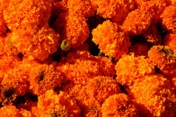 обоя цветы, бархатцы, оранжевый