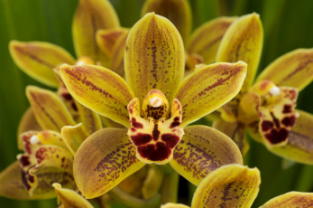 Картинка цветы орхидеи горчичный экзотика