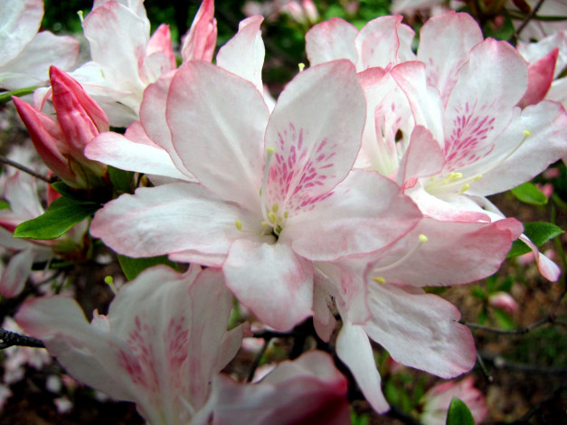 Обои картинки фото цветы, рододендроны, азалии, розовый, куст