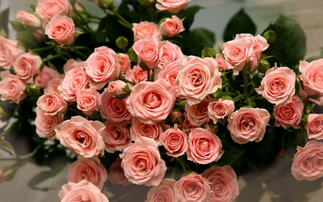 Обои картинки фото розовые, розы, цветы, розовый, букет, pink, roses