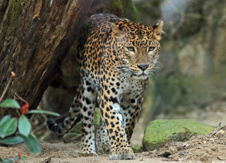 Картинка животные леопарды хищник дикая кошка