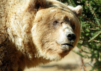 Картинка животные медведи топтыгин портрет