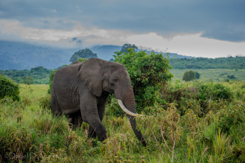 Картинка животные слоны большой хобот бивни