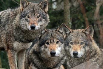 Картинка животные волки санитары хищники трио
