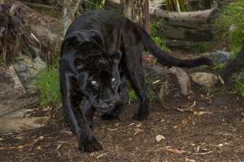 Картинка Черный ягуар orson зоопарк сан диего животные пантеры черный