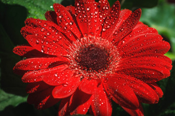Картинка цветы герберы макро красный капли